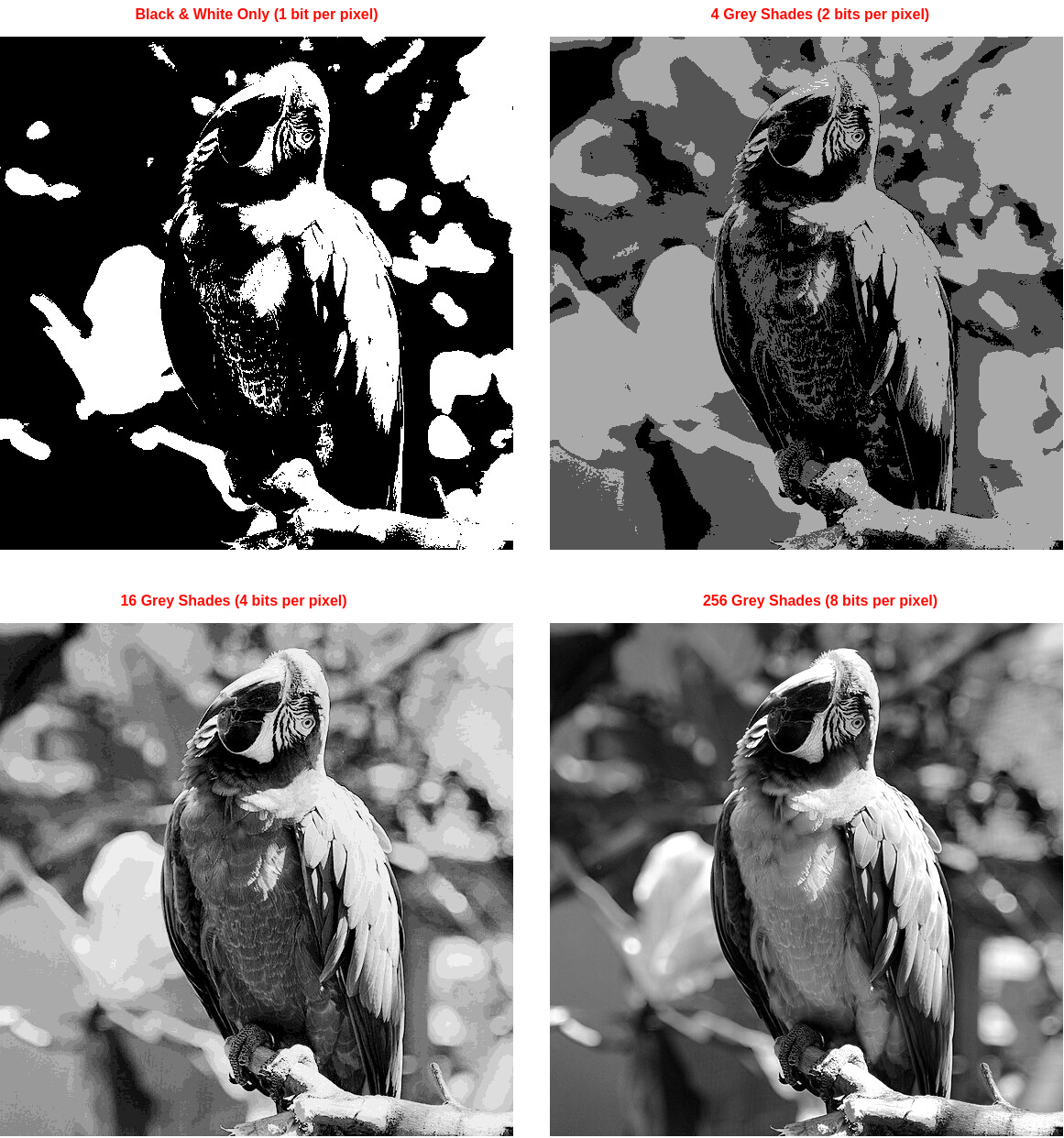 The same image of a parrot shown at four separate colour depths.